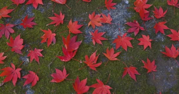 Daun Merah Taman Kyoto Pada Musim Gugur Rekaman Berkualitas Tinggi — Stok Video