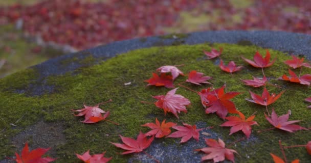 Red Leaves Park Kyoto Autumn High Quality Footage High Quality — Stock Video