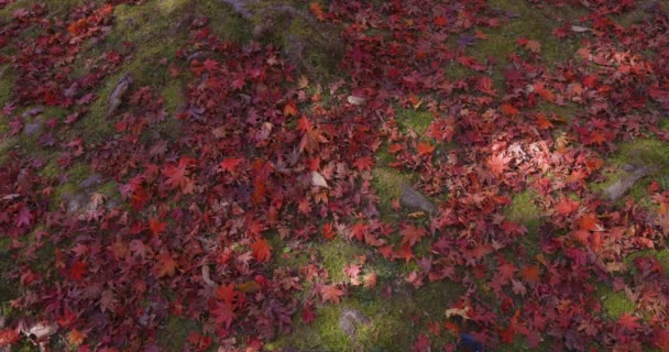 紅葉は秋に京都の公園から 高品質の4K映像を公開しました 高品質の写真 京都の春山マジジーパークとして知られる公園です — ストック動画