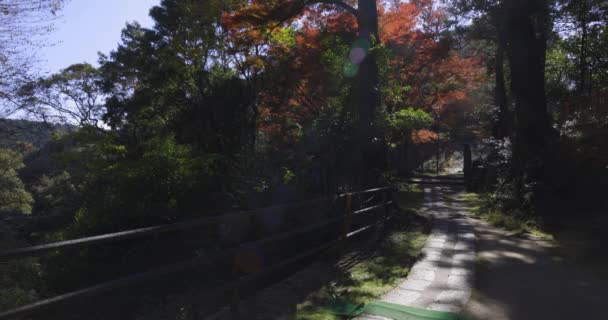 Червоне Листя Парку Кіото Восени Високоякісні Кадри Якісна Фотографія Район — стокове відео