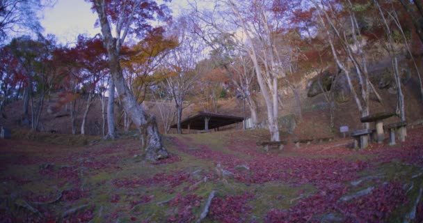 Hojas Rojas Parque Kyoto Otoño Imágenes Alta Calidad Foto Alta — Vídeos de Stock