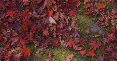 Sonbaharda Kyoto 'daki parkta kırmızı yapraklar. Yüksek kalite 4K görüntü. Yüksek kalite fotoğraf. Soura bölgesi Kasagi Kyoto Japonya 11.30. 2023 Burası Kyoto 'da Kasagiyama Momiji Parkı olarak bilinen bir park..