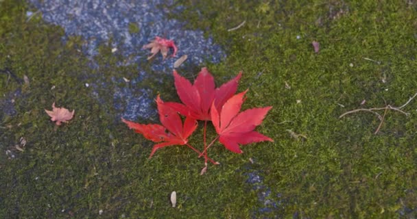 Punaiset Lehdet Puistossa Kiotossa Syksyllä Laadukasta Materiaalia Laadukas Kuva Soura — kuvapankkivideo
