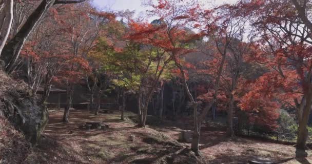 가을에 교토의 공원에서 고품질 고품질 Soura District Kasagi 2023 교토의 — 비디오
