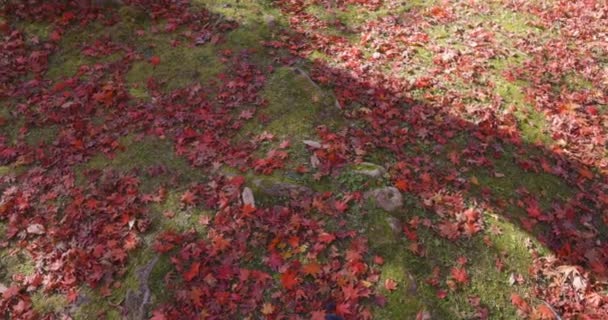 Röda Löv Parken Kyoto Hösten Högkvalitativ Film Högkvalitativt Foto Soura — Stockvideo