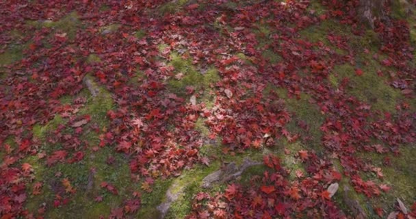 红色的叶子在京都的公园里 高质量的4K镜头 高质量的照片 位于日本京都的Soura地区Kasagi京都11 2023这里有一个公园 叫做Kasagiyama Momiji公园 — 图库视频影像