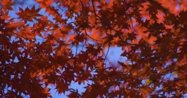 Kyoto 'daki Kasagiyama momiji parkında sonbahar telefoto çekiminde kırmızı yapraklar. Yüksek kalite 4K görüntü. Soura Bölgesi Kasagi Kyoto Japonya 11.30. 2023 Burası Kasagiyama Momiji Parkı olarak bilinen bir park.