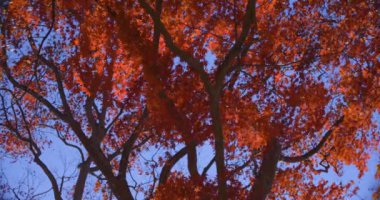 Kyoto 'daki Kasagiyama momiji parkında sonbahar telefoto çekiminde kırmızı yapraklar. Yüksek kalite 4K görüntü. Soura Bölgesi Kasagi Kyoto Japonya 11.30. 2023 Burası Kasagiyama Momiji Parkı olarak bilinen bir park.