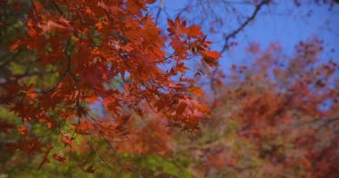 Kyoto 'daki Kasagiyama momiji parkında sonbahar telefoto çekiminde kırmızı yapraklar. Yüksek kalite 4K görüntü. Soura Bölgesi Kasagi Kyoto Japonya 11.30. 2023 Burası Kasagiyama Momiji Parkı olarak bilinen bir park.