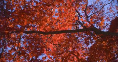 Kyoto 'daki Kasagiyama momiji parkında sonbahar telefoto çekiminde kırmızı yapraklar. Yüksek kalite 4K görüntü. Soura Bölgesi Kasagi Kyoto Japonya 11.30. 2023 Burası Kasagiyama Momiji Parkı olarak bilinen bir park.