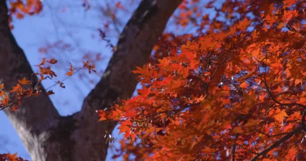 Красный Уходит Парк Момидзи Касагиямы Киото Осенью Высококачественные Кадры Округ — стоковое видео