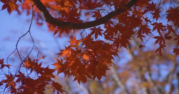 Folhas Vermelhas Parque Momiji Kasagiyama Kyoto Outono Telefoto Tiro Imagens — Vídeo de Stock