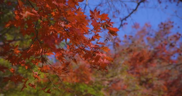 Foglie Rosse Parco Kasagiyama Momiji Kyoto Teleobiettivo Autunno Hanno Sparato — Video Stock
