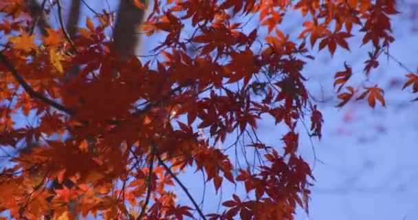 Kyoto Daki Kasagiyama Momiji Parkında Sonbahar Telefoto Çekiminde Kırmızı Yapraklar — Stok video