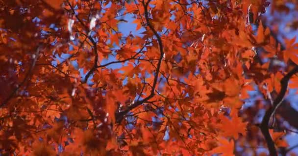 Κόκκινο Φεύγει Στο Πάρκο Kasagiyama Momiji Στο Kyoto Φθινόπωρο Υψηλής — Αρχείο Βίντεο