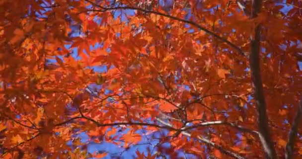 Folhas Vermelhas Parque Momiji Kasagiyama Kyoto Outono Telefoto Tiro Imagens — Vídeo de Stock