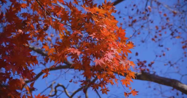 Röda Blad Vid Kasagiyama Momiji Park Kyoto Höst Telefonskott Högkvalitativ — Stockvideo