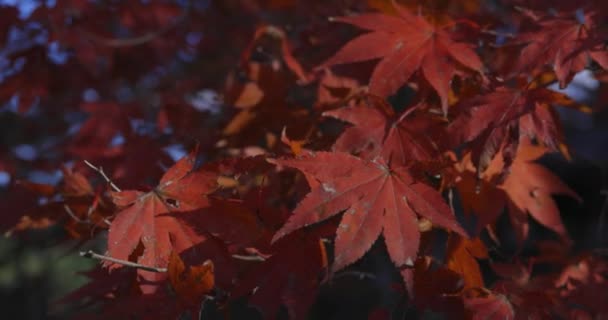秋のテレフォトショットで京都の柏山マジーパークで紅葉 高品質の4K映像を公開しました 春木京都11 2023 春山マジジーパークとして知られる公園はこちら — ストック動画