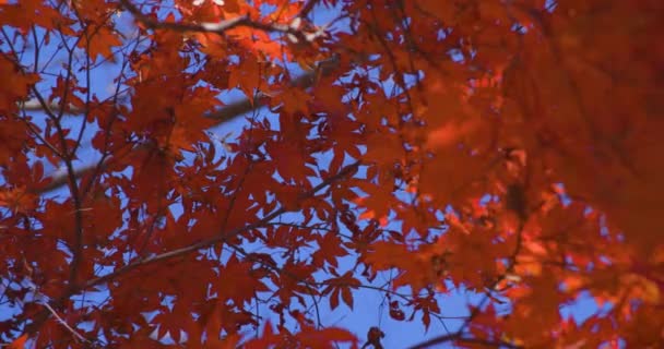 Hojas Rojas Parque Kasagiyama Momiji Kyoto Tiro Telefoto Otoño Imágenes — Vídeos de Stock