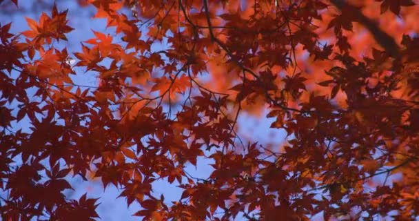 Kyoto Daki Kasagiyama Momiji Parkında Sonbahar Telefoto Çekiminde Kırmızı Yapraklar — Stok video
