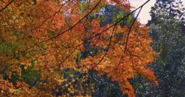 Kyoto 'daki Kasachiyama Momiji Parkı' nda kırmızı ışık saçan bir akıllı telefon. Yüksek kalite 4K görüntü. Soura bölgesi Kasagi Kyoto Japonya 11.30. 2023 Burası Kyoto 'da Kasagiyama Momiji Parkı olarak bilinen bir park.