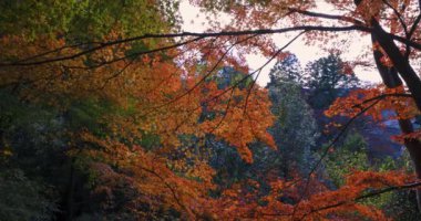 Kyoto 'daki Kasachiyama Momiji Parkı' nda kırmızı ışık saçan bir akıllı telefon. Yüksek kalite 4K görüntü. Soura bölgesi Kasagi Kyoto Japonya 11.30. 2023 Burası Kyoto 'da Kasagiyama Momiji Parkı olarak bilinen bir park.