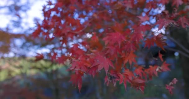 Chytrý Telefon Střílející Červené Listí Parku Kasachiyama Momiji Kjótu Kvalitní — Stock video