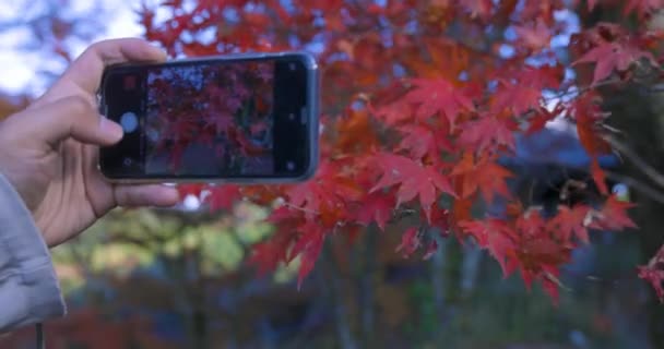 Uno Smartphone Spara Foglie Rosse Parco Kasachiyama Momiji Kyoto Filmati — Video Stock