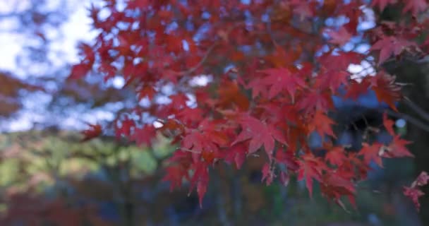 Een Smartphone Schieten Rode Bladeren Kasachiyama Momiji Park Kyoto Hoge — Stockvideo