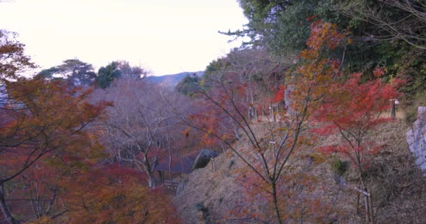Smarttelefon Som Skyter Røde Blader Kasachiyama Momiji Park Kyoto Opptak – stockvideo