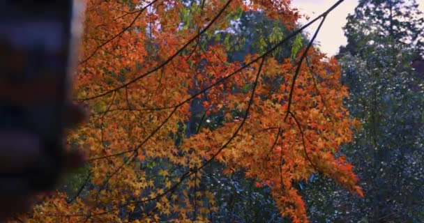 Egy Okostelefon Vörös Leveleket Kiotói Kasachiyama Momiji Parkban Kiváló Minőségű — Stock videók