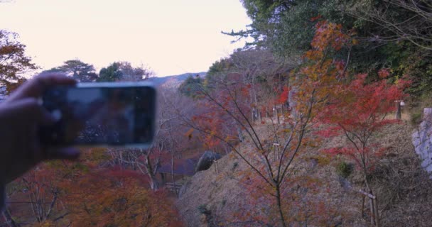 Смартфон Стреляет Красными Листьями Парке Касачияма Момидзи Киото Высококачественные Кадры — стоковое видео