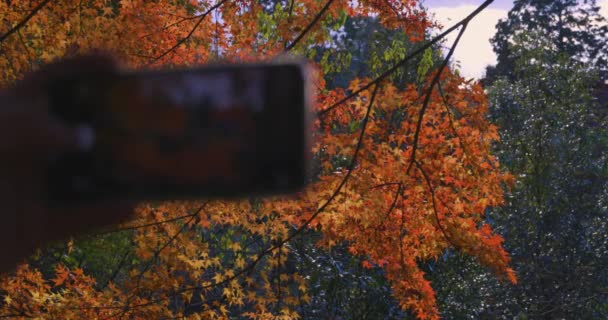 Smartphone Skjuter Röda Löv Kasachiyama Momiji Park Kyoto Högkvalitativ Film — Stockvideo