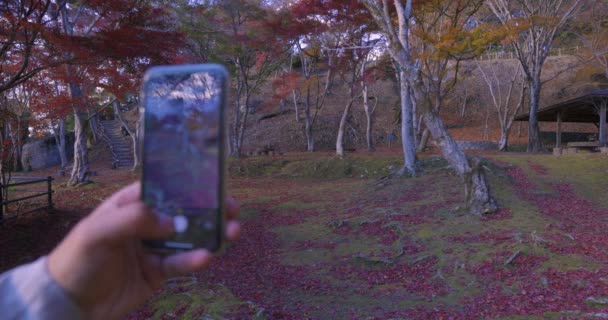 Смартфон Стреляет Красными Листьями Парке Касачияма Момидзи Киото Высококачественные Кадры — стоковое видео