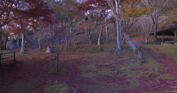 Kyoto Daki Kasachiyama Momiji Parkı Nda Kırmızı Işık Saçan Bir — Stok video