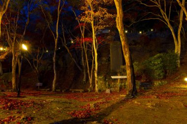 Sonbaharda Kyoto 'daki parkta yanan kırmızı yapraklar. Yüksek kalite fotoğraf. Yüksek kalite fotoğraf. Soura Bölgesi Kasagi Kyoto Japonya 11.30. 2023 Burası Kasagiyama Momiji Parkı olarak bilinen bir park.