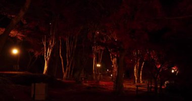 Sonbaharda Kyoto 'daki parkta yanan kırmızı yapraklar. Yüksek kalite 4K görüntü. Yüksek kalite fotoğraf. Soura bölgesi Kasagi Kyoto Japonya 11.30. 2023 Burası Kasagiyama Momiji Parkı olarak bilinen bir park.