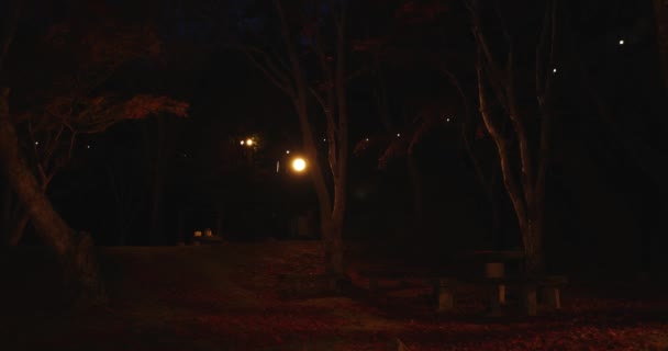 Una Foglia Rossa Illuminata Parco Kyoto Autunno Filmati Alta Qualità — Video Stock