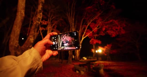 Sonbaharda Kyoto Daki Parkta Yanan Kırmızı Yapraklar Yüksek Kalite Görüntü — Stok video