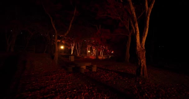 Ένα Φωτεινό Κόκκινο Φύλλα Στο Πάρκο Στο Κιότο Φθινόπωρο Υψηλής — Αρχείο Βίντεο