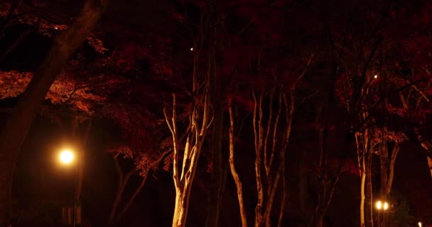 Rojo Iluminado Sale Parque Kyoto Otoño Imágenes Alta Calidad Foto — Vídeos de Stock