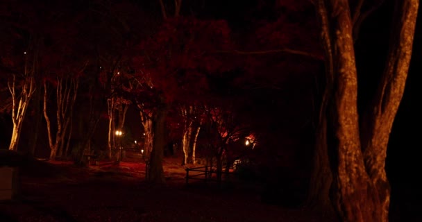 Ένα Φωτεινό Κόκκινο Φύλλα Στο Πάρκο Στο Κιότο Φθινόπωρο Υψηλής — Αρχείο Βίντεο