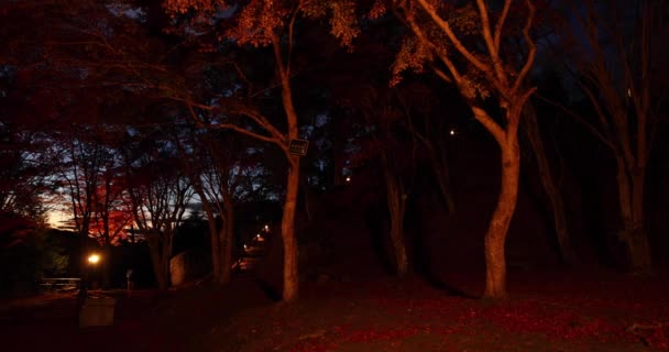 Ett Upplyst Rött Löv Parken Kyoto Hösten Högkvalitativ Film Högkvalitativt — Stockvideo
