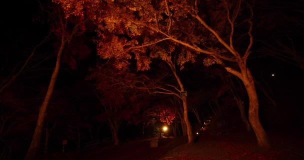 秋に京都の公園で照らされた紅葉 高品質の4K映像を公開しました 高品質の写真 春木京都11 2023 春山マジジーパークとして知られる公園 — ストック動画