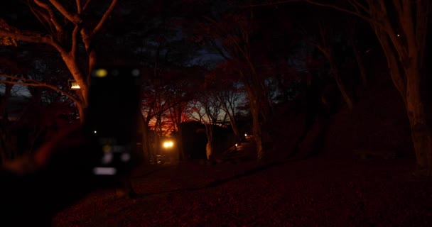 Een Verlichte Rode Bladeren Het Park Kyoto Herfst Hoge Kwaliteit — Stockvideo