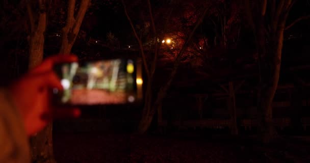 Osvětlené Červené Listy Parku Kjótu Podzim Kvalitní Záběry Kvalitní Fotka — Stock video