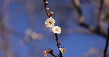 Japon Shizuoka 'daki Atami Plum Park' ında erik çiçekleri. Yüksek kalite 4K görüntü. Atami bölgesi Shizuoka Japonya 01.25.2023 Burası Shizuoka 'da bir erik parkı..