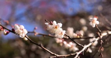 Japon Shizuoka 'daki Atami Plum Park' ında erik çiçekleri. Yüksek kalite 4K görüntü. Atami bölgesi Shizuoka Japonya 01.25.2023 Burası Shizuoka 'da bir erik parkı..