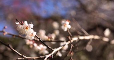 Japon Shizuoka 'daki Atami Plum Park' ında erik çiçekleri. Yüksek kalite 4K görüntü. Atami bölgesi Shizuoka Japonya 01.25.2023 Burası Shizuoka 'da bir erik parkı..
