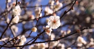 Japon Shizuoka 'daki Atami Plum Park' ında erik çiçekleri. Yüksek kalite 4K görüntü. Atami bölgesi Shizuoka Japonya 01.25.2023 Burası Shizuoka 'da bir erik parkı..